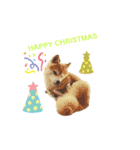 豆柴親子ぼたんとてつこのスタンプDX 2（個別スタンプ：1）