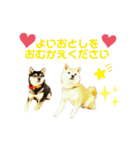豆柴親子ぼたんとてつこのスタンプDX 2（個別スタンプ：9）