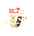 豆柴親子ぼたんとてつこのスタンプDX 2（個別スタンプ：11）
