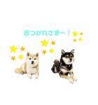 豆柴親子ぼたんとてつこのスタンプDX 2（個別スタンプ：14）