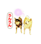 豆柴親子ぼたんとてつこのスタンプDX 2（個別スタンプ：25）