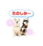 豆柴親子ぼたんとてつこのスタンプDX 2（個別スタンプ：32）