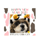 2021年末年始 シーズー犬ぽぽ（個別スタンプ：1）