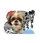 2021年末年始 シーズー犬ぽぽ（個別スタンプ：2）