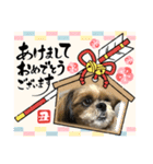 2021年末年始 シーズー犬ぽぽ（個別スタンプ：3）