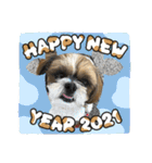 2021年末年始 シーズー犬ぽぽ（個別スタンプ：4）