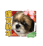 2021年末年始 シーズー犬ぽぽ（個別スタンプ：5）