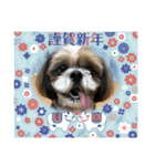 2021年末年始 シーズー犬ぽぽ（個別スタンプ：6）