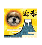 2021年末年始 シーズー犬ぽぽ（個別スタンプ：7）