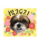 2021年末年始 シーズー犬ぽぽ（個別スタンプ：8）