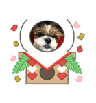 2021年末年始 シーズー犬ぽぽ（個別スタンプ：10）