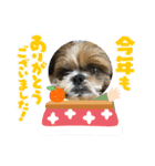 2021年末年始 シーズー犬ぽぽ（個別スタンプ：11）