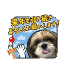 2021年末年始 シーズー犬ぽぽ（個別スタンプ：13）
