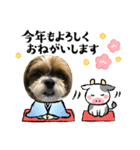 2021年末年始 シーズー犬ぽぽ（個別スタンプ：15）