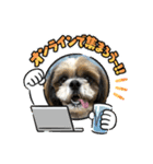 2021年末年始 シーズー犬ぽぽ（個別スタンプ：16）