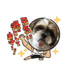 2021年末年始 シーズー犬ぽぽ（個別スタンプ：17）