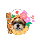 2021年末年始 シーズー犬ぽぽ（個別スタンプ：18）