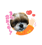 2021年末年始 シーズー犬ぽぽ（個別スタンプ：19）