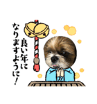 2021年末年始 シーズー犬ぽぽ（個別スタンプ：20）