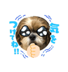 2021年末年始 シーズー犬ぽぽ（個別スタンプ：21）