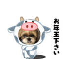 2021年末年始 シーズー犬ぽぽ（個別スタンプ：23）