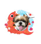 2021年末年始 シーズー犬ぽぽ（個別スタンプ：24）