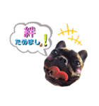 風丸くんと風夏ちゃんの色んなスタンプ（個別スタンプ：1）