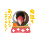 お正月の文鳥さん(めーちゃん文鳥)（個別スタンプ：7）