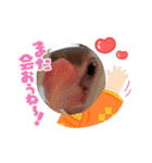 お正月の文鳥さん(めーちゃん文鳥)（個別スタンプ：12）