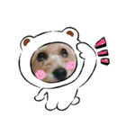 うちのワンちゃんシリーズ3（モカとミル）（個別スタンプ：1）