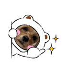 うちのワンちゃんシリーズ3（モカとミル）（個別スタンプ：2）