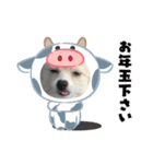うちのワンちゃんシリーズ3（モカとミル）（個別スタンプ：7）