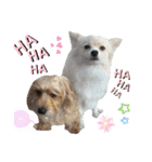うちのワンちゃんシリーズ3（モカとミル）（個別スタンプ：12）