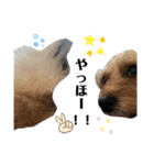うちのワンちゃんシリーズ3（モカとミル）（個別スタンプ：16）