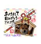 柴犬ジェームスjr 7（個別スタンプ：1）