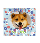 柴犬ジェームスjr 7（個別スタンプ：3）