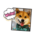 柴犬ジェームスjr 7（個別スタンプ：9）