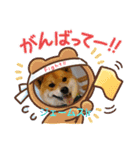 柴犬ジェームスjr 7（個別スタンプ：14）