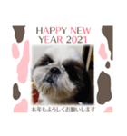 我が家のシーズー犬もじゃ【年末年始編】（個別スタンプ：1）