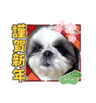 我が家のシーズー犬もじゃ【年末年始編】（個別スタンプ：3）