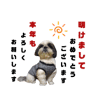 我が家のシーズー犬もじゃ【年末年始編】（個別スタンプ：4）