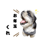 我が家のシーズー犬もじゃ【年末年始編】（個別スタンプ：6）