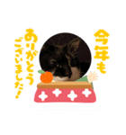 普通の猫ミライ お正月用スタンプ（個別スタンプ：2）
