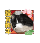 普通の猫ミライ お正月用スタンプ（個別スタンプ：5）