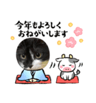 普通の猫ミライ お正月用スタンプ（個別スタンプ：8）