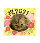 2021ドンノブボム（個別スタンプ：4）