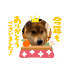 柴犬小麦ちゃん！（個別スタンプ：4）