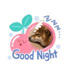 柴犬小麦ちゃん！（個別スタンプ：5）