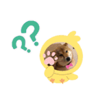 柴犬小麦ちゃん！（個別スタンプ：7）