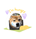 柴犬小麦ちゃん！（個別スタンプ：8）